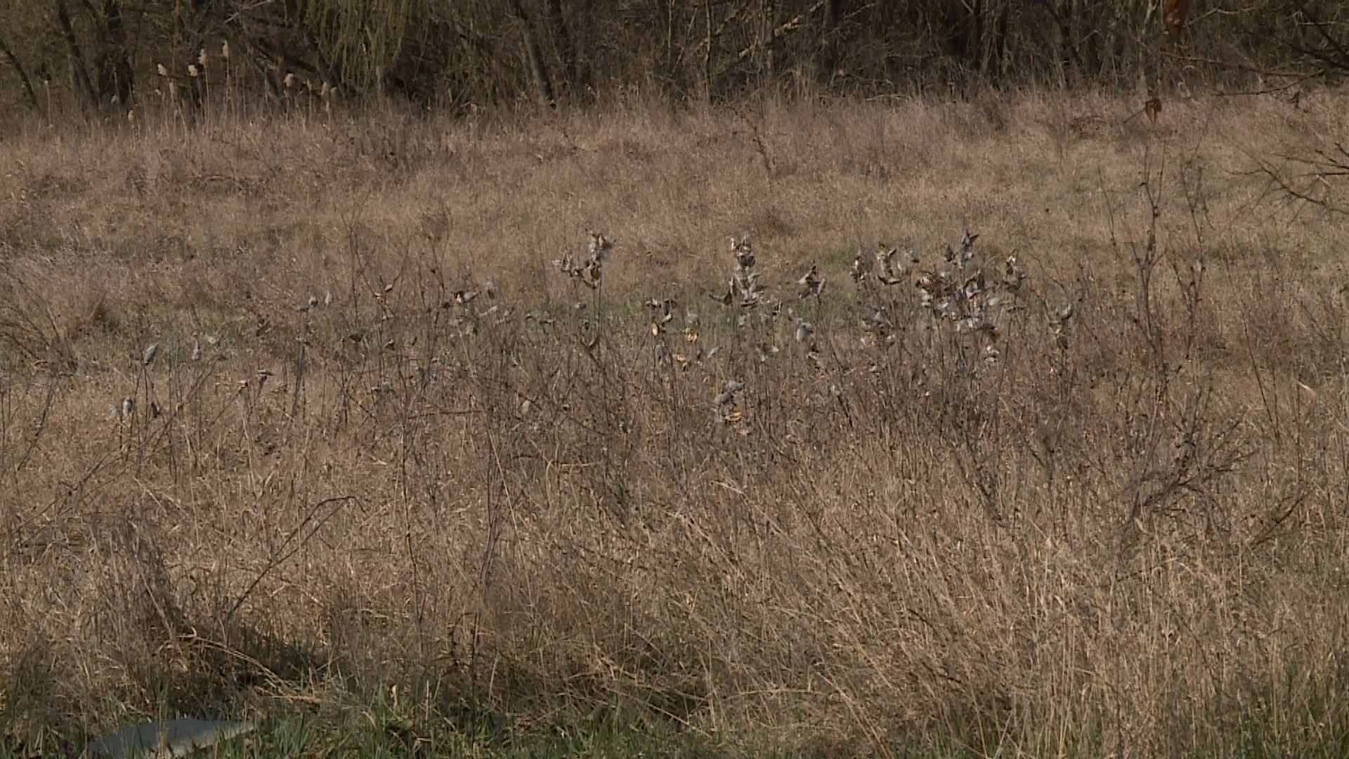 AVAR ÉS KERTI HULLADÉK ÉGETÉSE MÁRCIUS 1-TŐL