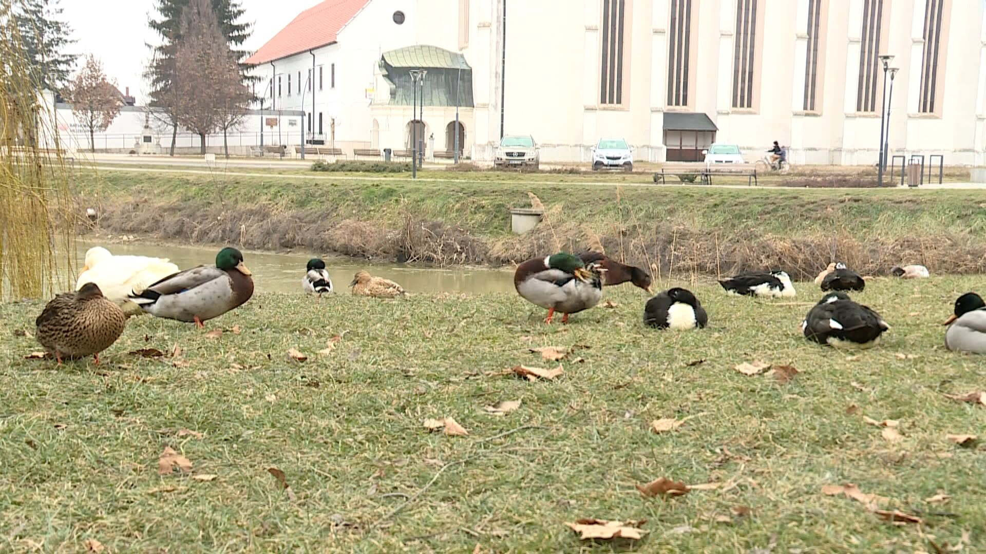 rendet-tesznek-a-papok-reti-kacsaallomany-ugyeben
